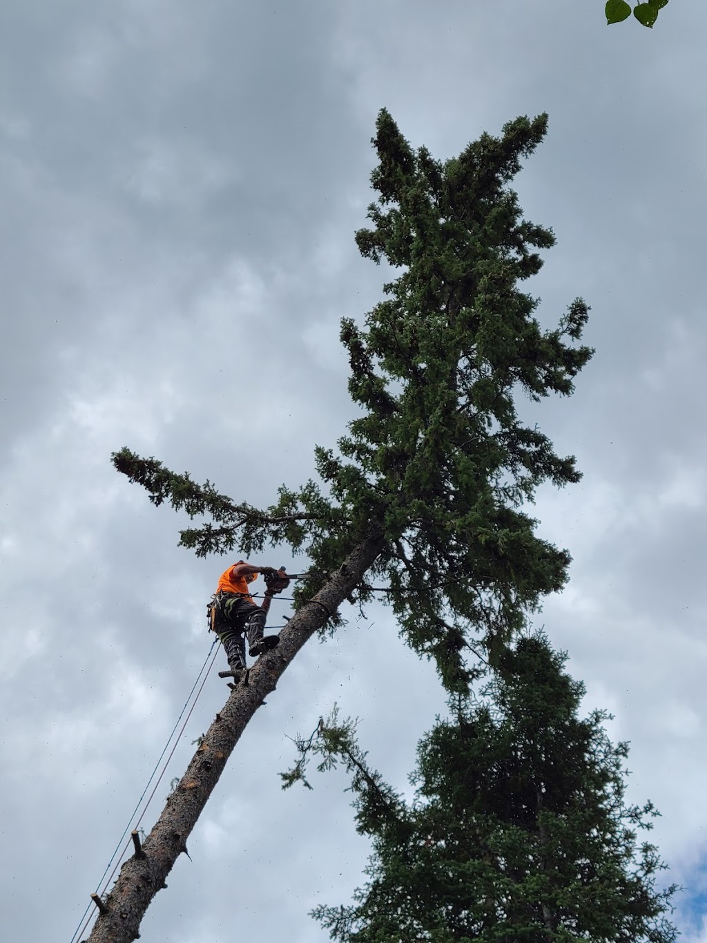 Rough Country Tree Service | 1 Winnora Ave, Rennie, MB R0E 1R0, Canada | Phone: (204) 369-5591