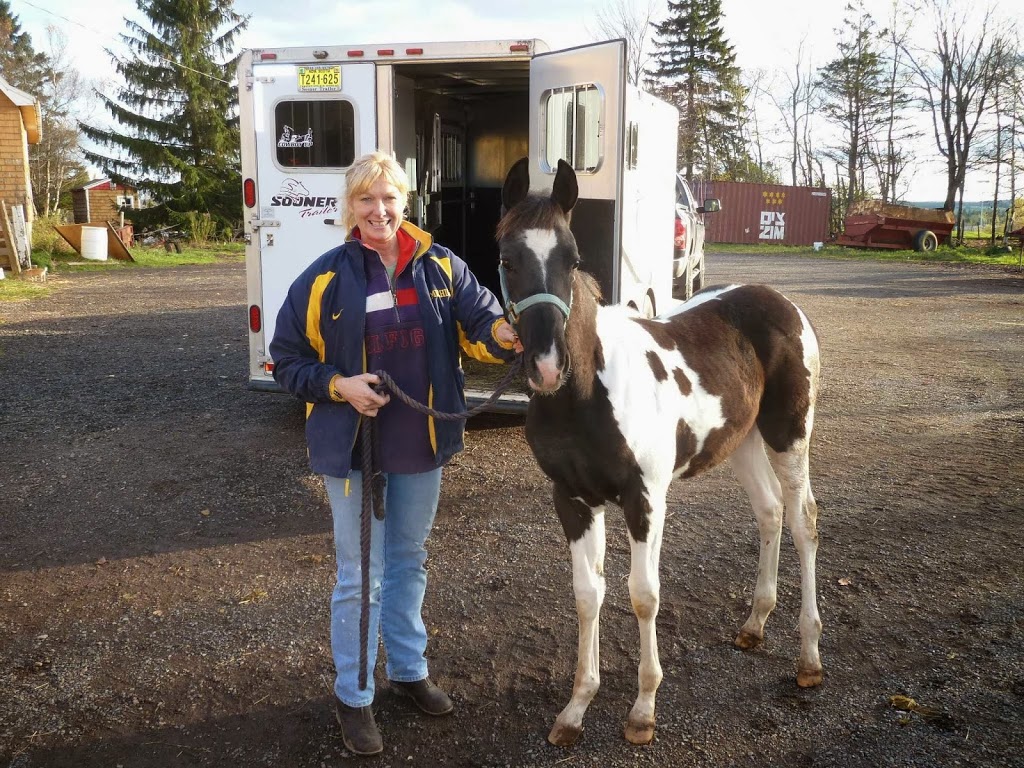 Nova Scotia Horses.com | 23 Robert Angus Dr, Amherst, NS B4H 4S5, Canada | Phone: (902) 664-7066