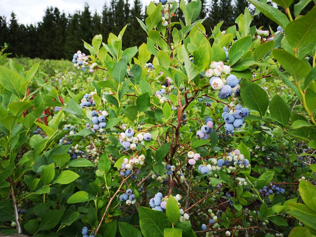 Patch of Blue Blueberries | 975 Fuller Ave, Penetanguishene, ON L9M 2C7, Canada | Phone: (705) 427-3613
