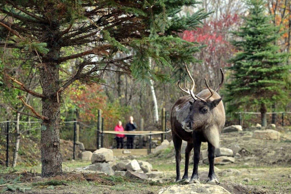 Ecomuseum Zoo | 21125 Ch Ste-Marie, Sainte-Anne-de-Bellevue, QC H9X 3Y7, Canada | Phone: (514) 457-9449