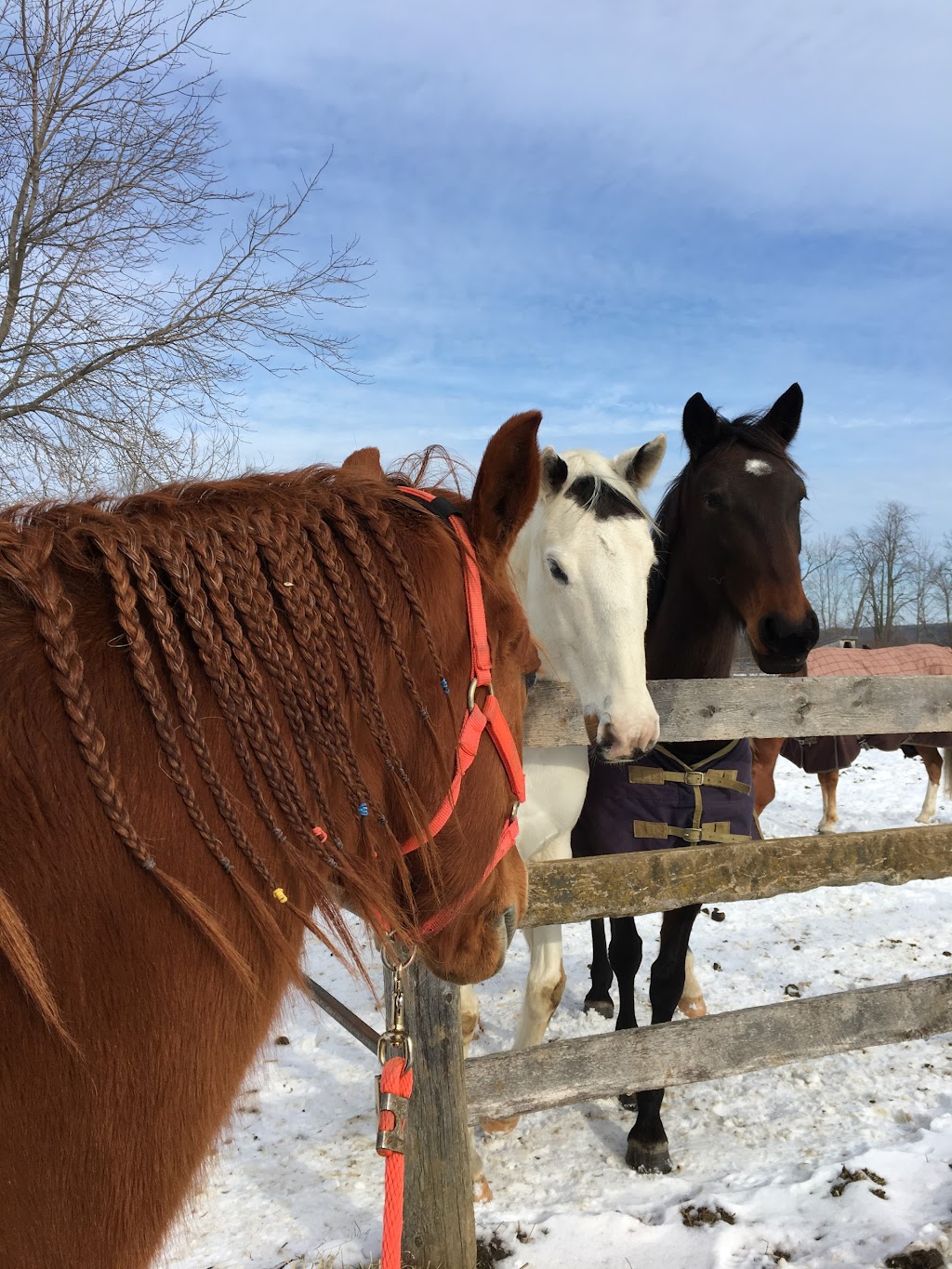 Brightside Equestrian Centre | 398141 Concession Rd 10, Owen Sound, ON N4K 5N8, Canada | Phone: (519) 925-9641