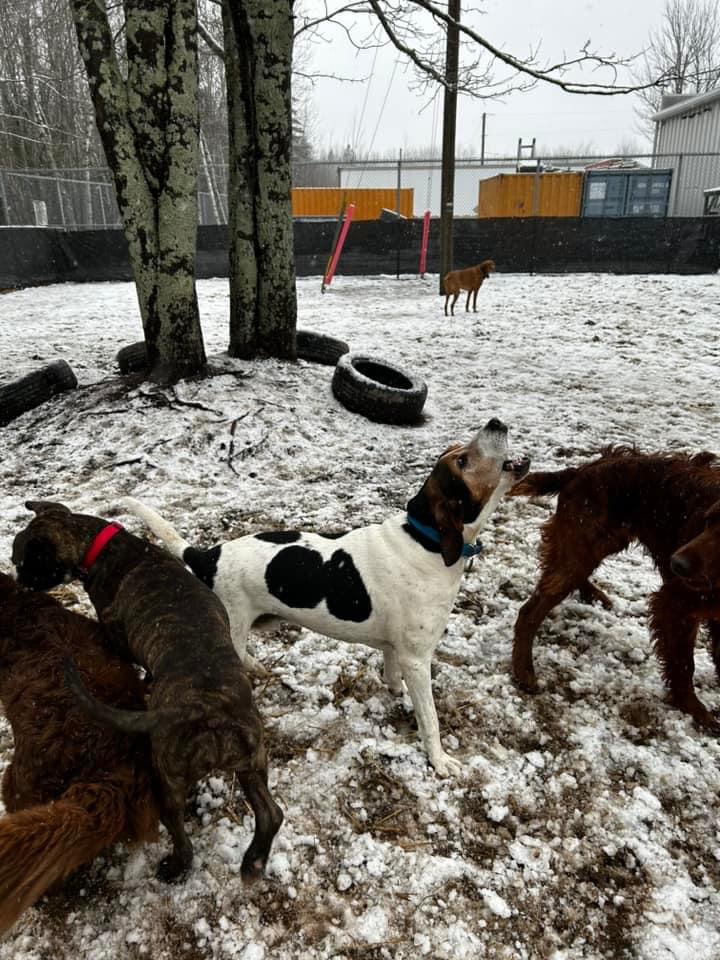 Marley and Friends Doggy Daycare | 12 Rooney Crescent, Moncton, NB E1E 4M3, Canada | Phone: (506) 871-4468