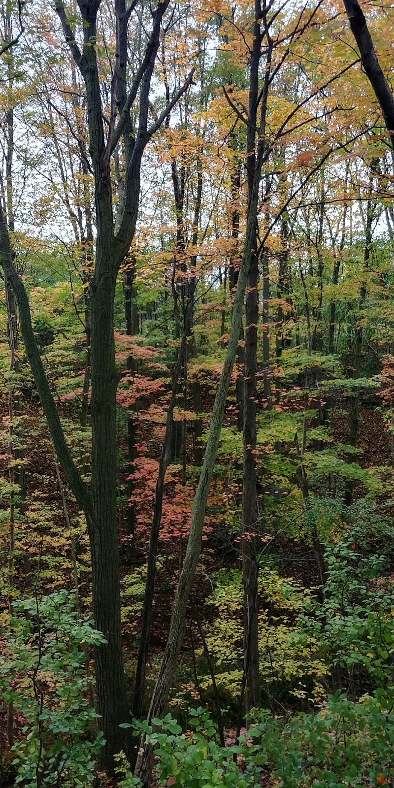 Eileen John Holland Nature Sanctuary | 1388 Old York Rd, Burlington, ON L7P 4Y6, Canada