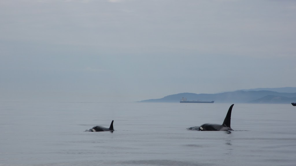 Whale Watching Wildlife Adventures | 206 Portsmouth Dr, Victoria, BC V9C 1R9, Canada | Phone: (250) 391-8889