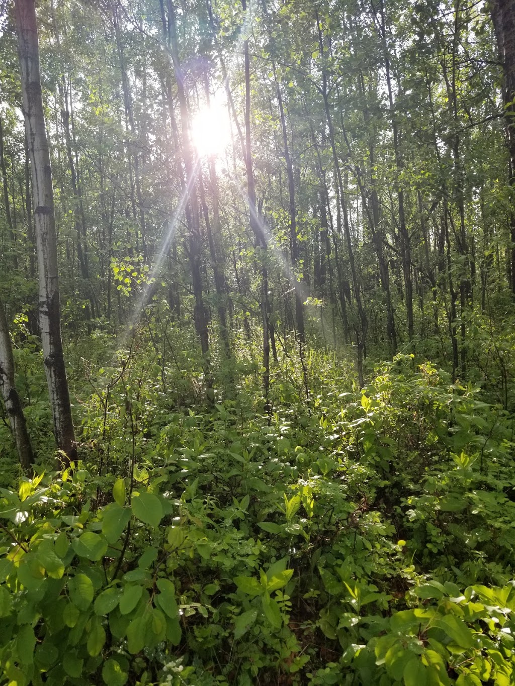 Pigeon Lake | Wetaskiwin County No. 10, AB T0C 2C0, Canada