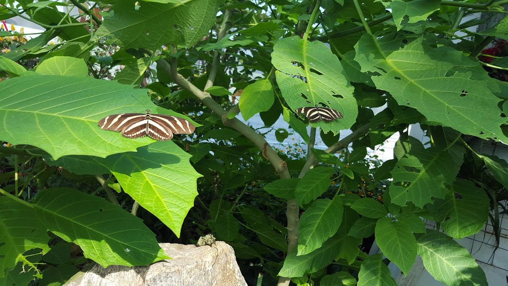 Butterfly Conservatory Visitors Parking | Unnamed Road, Niagara Falls, ON L2E, Canada