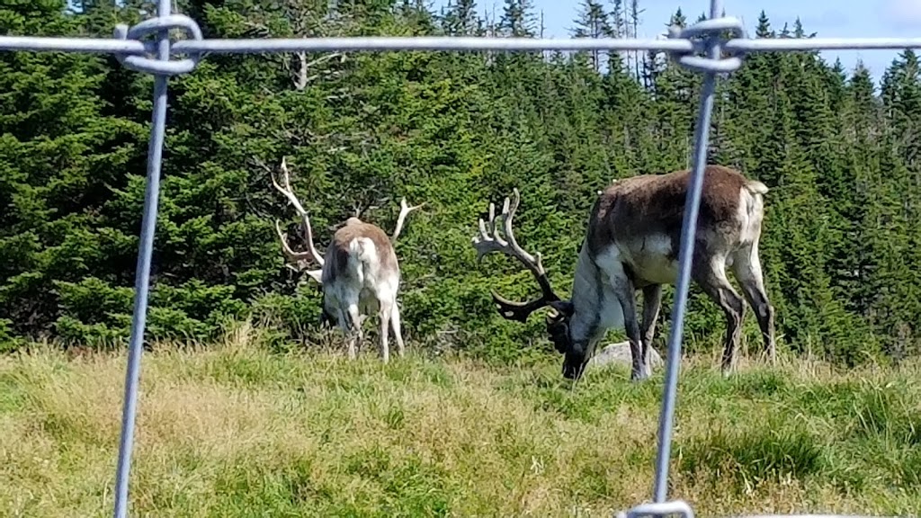 Salmonier Nature Park | Salmonier Line, Holyrood, NL A0A 2R0, Canada | Phone: (709) 229-7888