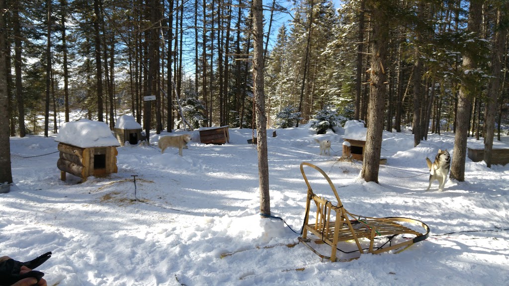 Siberlou traineau à chiens | 749 Mnt de la Mer Bleue, LAscension, QC J0T 1W0, Canada | Phone: (819) 275-3957