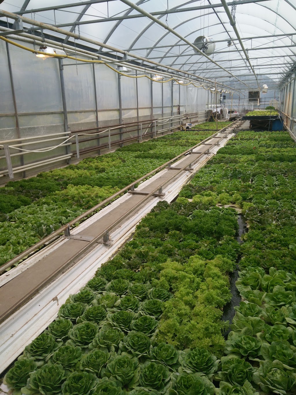 S4 Greenhouses Ltd. | 40315 Range Road 27-5 Site 3 Box 20 RR 1, AB T4L 2N1, Canada | Phone: (403) 782-5089