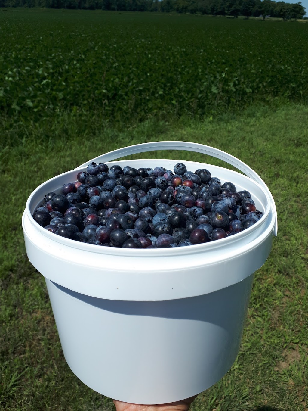 Walkers Blueberries | 1567 Bean Rd, New Hamburg, ON N3A 2X2, Canada | Phone: (519) 662-2558