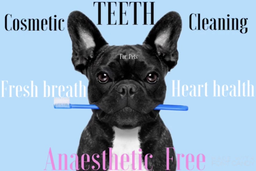 DOGee Spa Cosmetic Pet Dentistry and Reiki | 179 Thomas Avenue, Brantford, ON N3S 0E2, Canada | Phone: (519) 802-1207