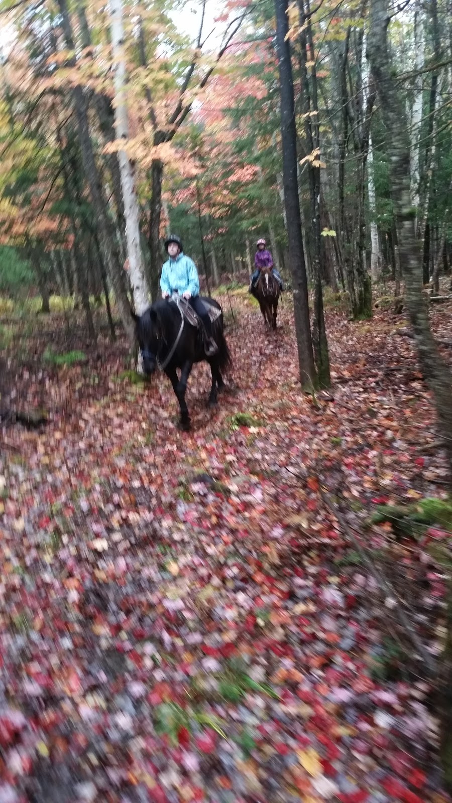 Centre Equestre Le Vent Du Sud | 254 Rang des Grenier, Piopolis, QC G0Y 1H0, Canada | Phone: (819) 583-0202