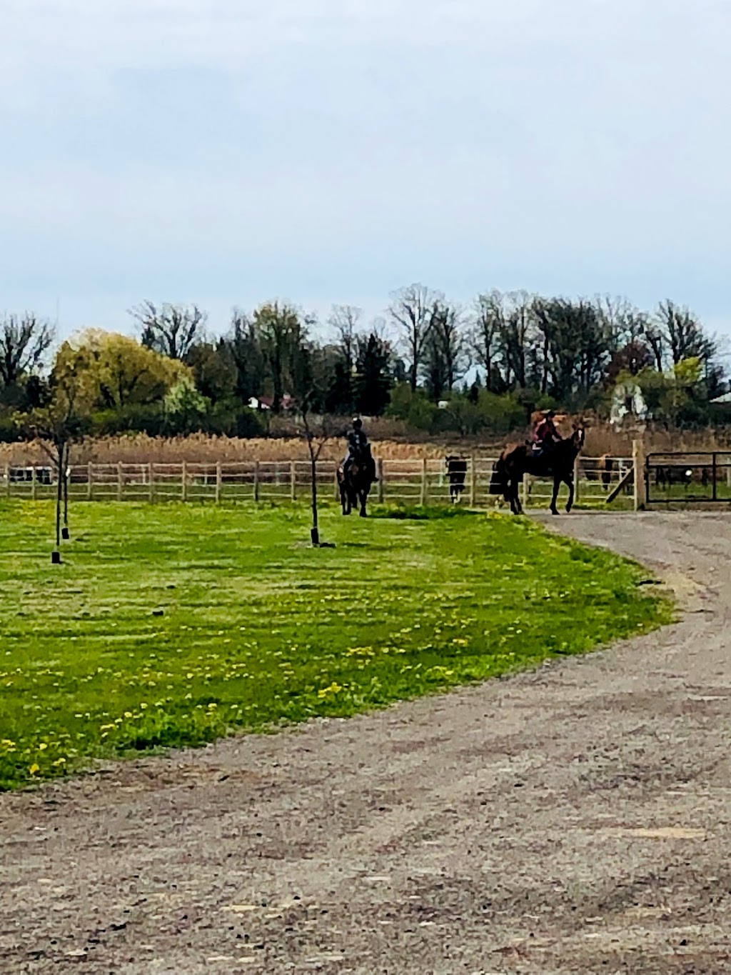 Top Rail Stables Inc. | 16406 5 Sideroad, Norval, ON L0P 1K0, Canada | Phone: (905) 877-8007