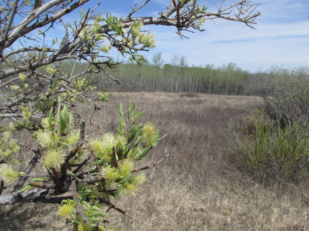 Rumsey Natural Area | Rowley, AB T0J 2X0, Canada | Phone: (403) 742-7516