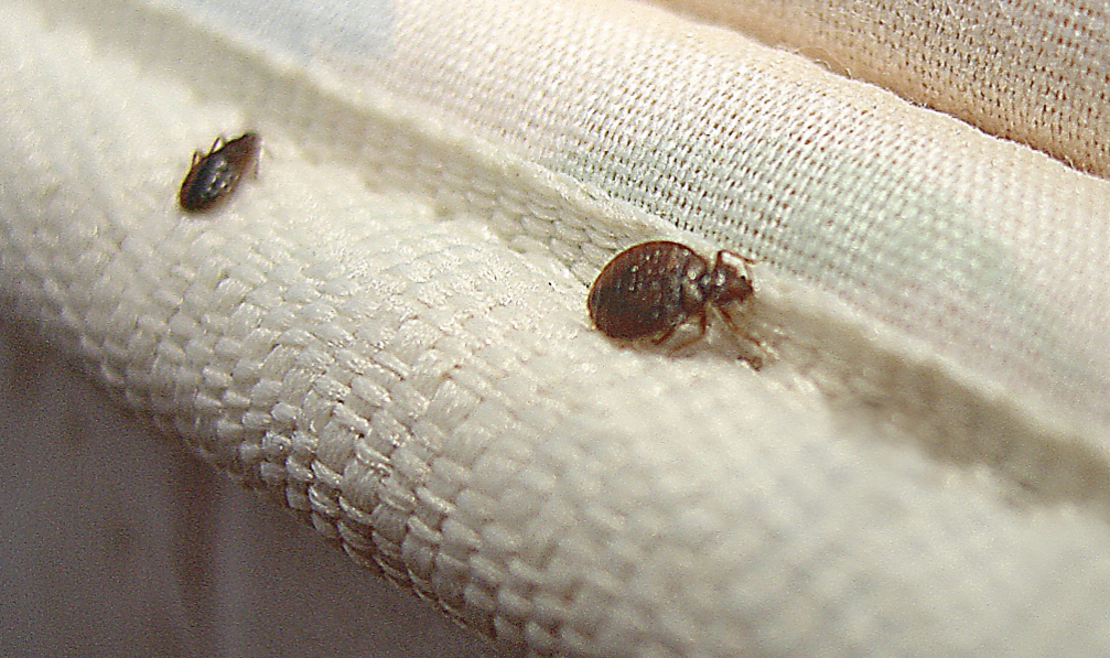 ROX Regina Bed Bug Removal | 302 Solomon Dr Unit 3B, Regina, SK S4N 5P7, Canada | Phone: (855) 280-0703