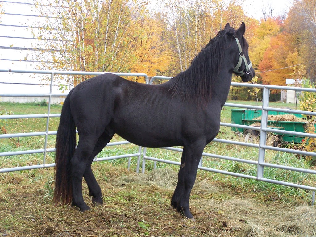 Écurie Kanadian élevage de chevaux canadiens | 923 4e Rang O, Saint-Simon, QC J0H, Canada | Phone: (514) 953-0673