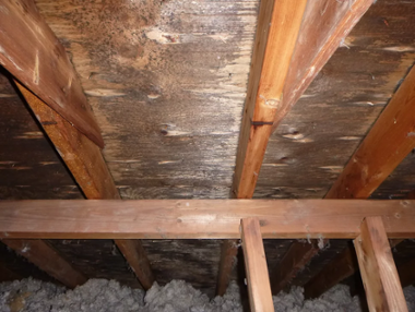 HIP Mould Professionals - "Attic Mould Specialists" | 51 Woodland Glen Dr, Guelph, ON N1G 3N2, Canada | Phone: (226) 821-3206