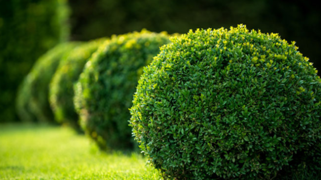 Great West Hedge trimming,tree care | 6322 171a St, Surrey, BC V3S 7G4, Canada | Phone: (604) 644-1510