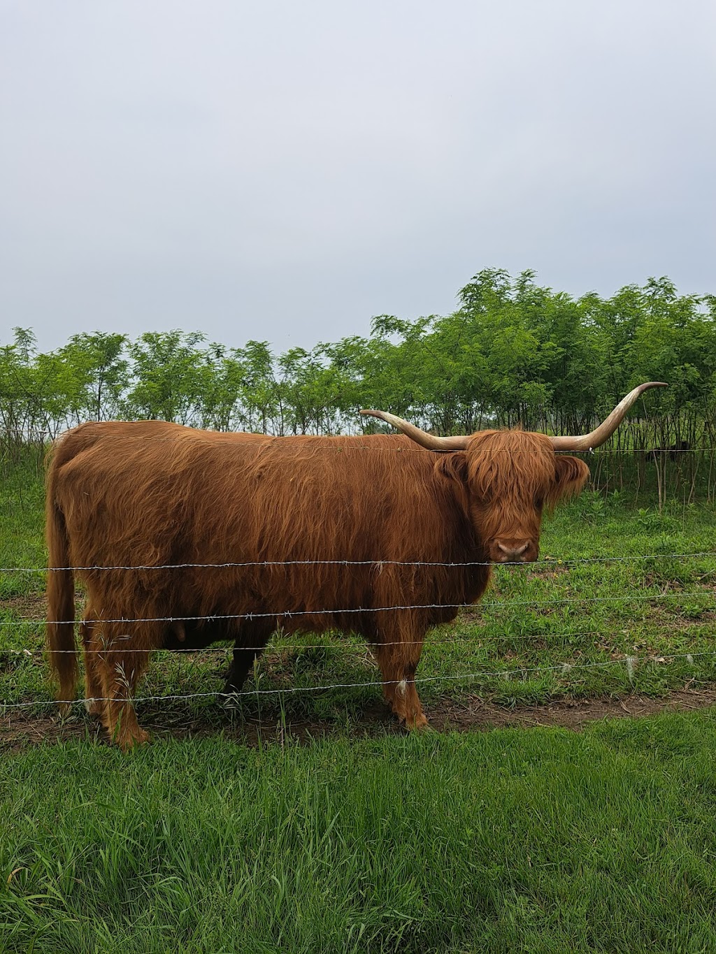 Silver Maple Highlands Farm | 174 Boyle Rd, Grafton, ON K0K 2G0, Canada | Phone: (905) 269-8510