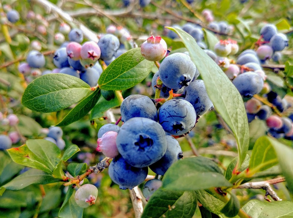 Bleuetière du Boisé | 1026 Impasse de la Bleuetière, Granby, QC J2J 0C4, Canada | Phone: (450) 531-1938