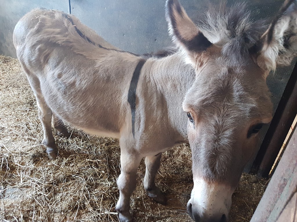 Ferme GIJAMIKA | 214 Rang de lEmbarras, Kamouraska, QC G0L 1M0, Canada | Phone: (418) 492-5304