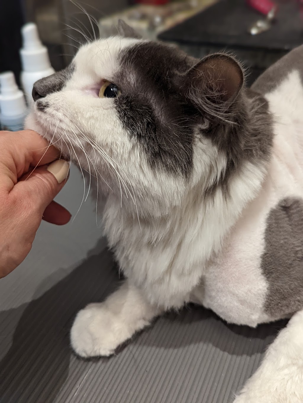 City Kitty Grooming | 240 Lake Promenade, Etobicoke, ON M8W 1B2, Canada | Phone: (647) 200-3001