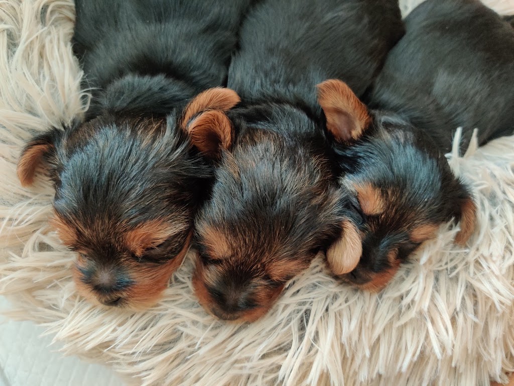 Silver Ridge Yorkies | MB-12, Steinbach, MB R0A 0V0, Canada | Phone: (204) 381-1695