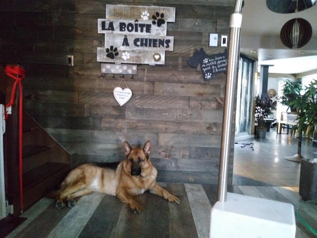 La Boîte à Chiens! | 634 Rue Marie Antoinette, Pintendre, QC G6C 1K4, Canada | Phone: (418) 838-9112