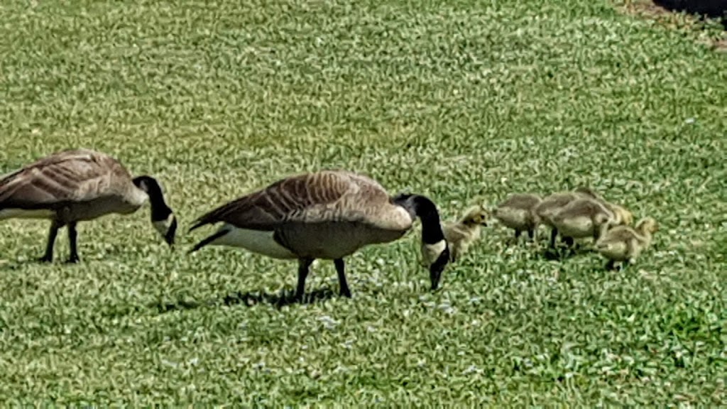 Hamilton Harbour Waterfront Trail | Waterfront Trail, Hamilton, ON L8L 1C8, Canada