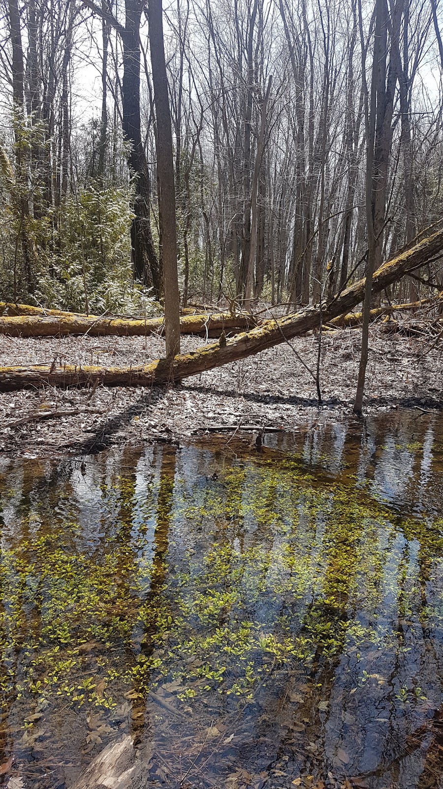 Gerties Creek | Chief Joseph Snake Rd, Georgina Island, ON L0E 1L0, Canada