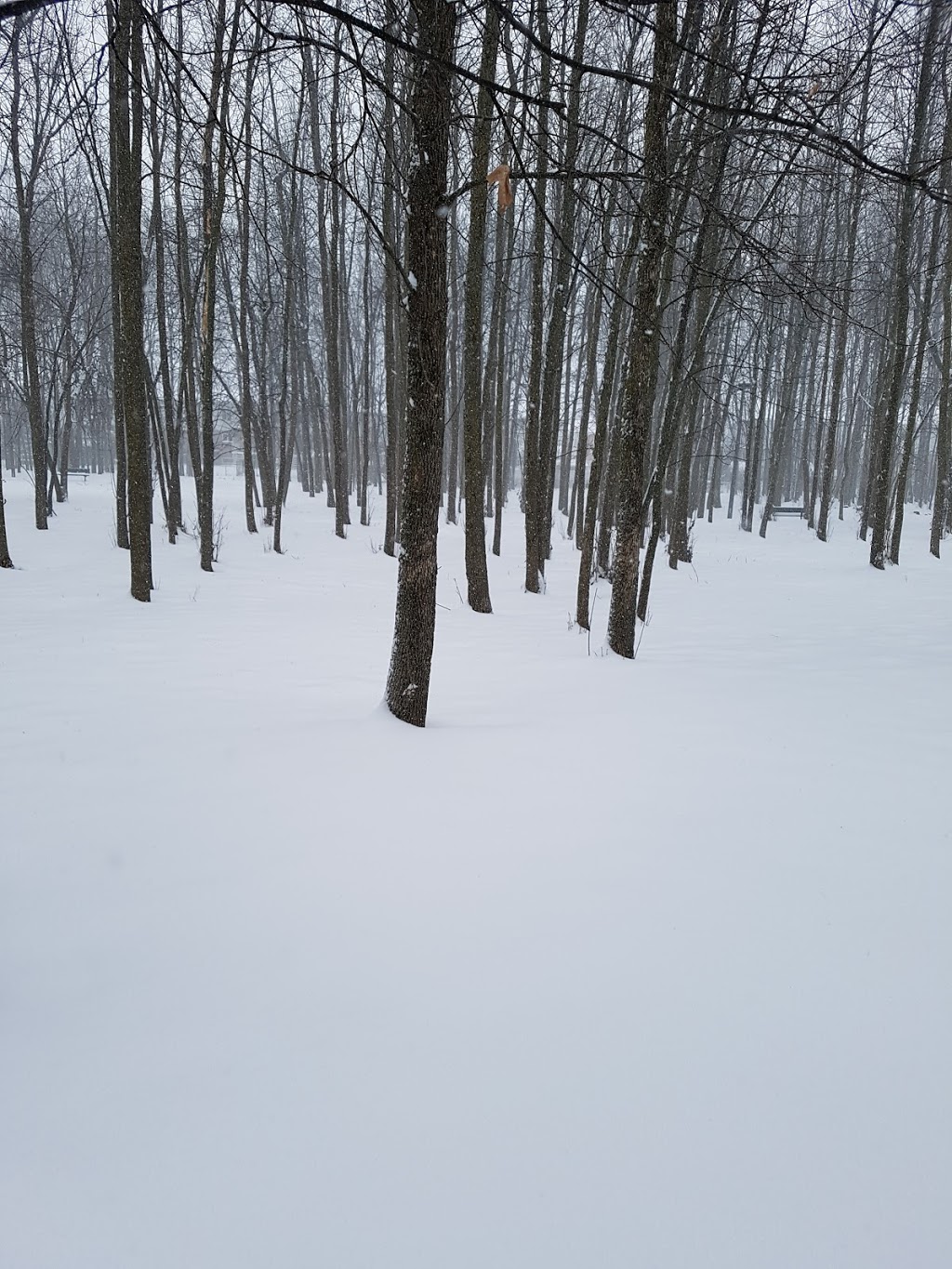 Cerf Garden | Rue Bédard, Longueuil, QC J4N 1M1, Canada