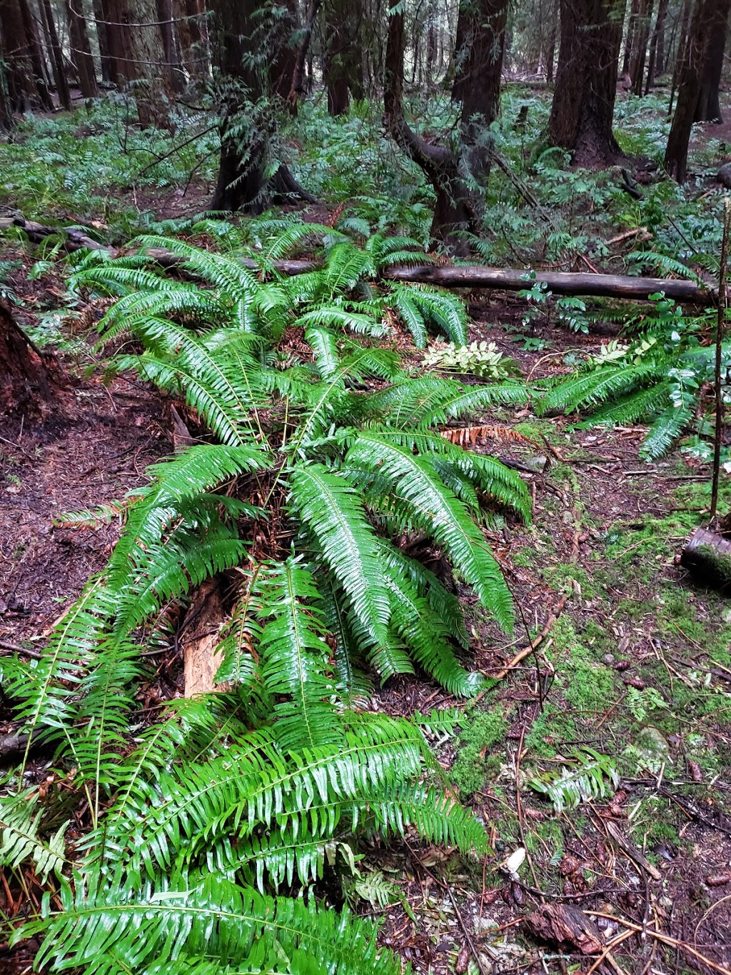 Sasamat Trail Public Outhouse | Sasamat Trail near 33rd Entrance, Sasamat Trail (22), Vancouver, BC V6N 2C4, Canada | Phone: (604) 224-5739