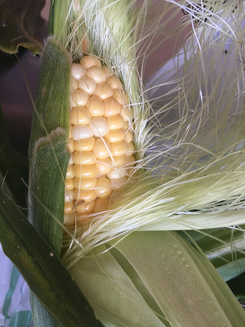 Foster Family Farm - Cedarview Road Farm Stand | 333 Cedarview Rd, Nepean, ON K2H 7Y8, Canada | Phone: (613) 851-3903