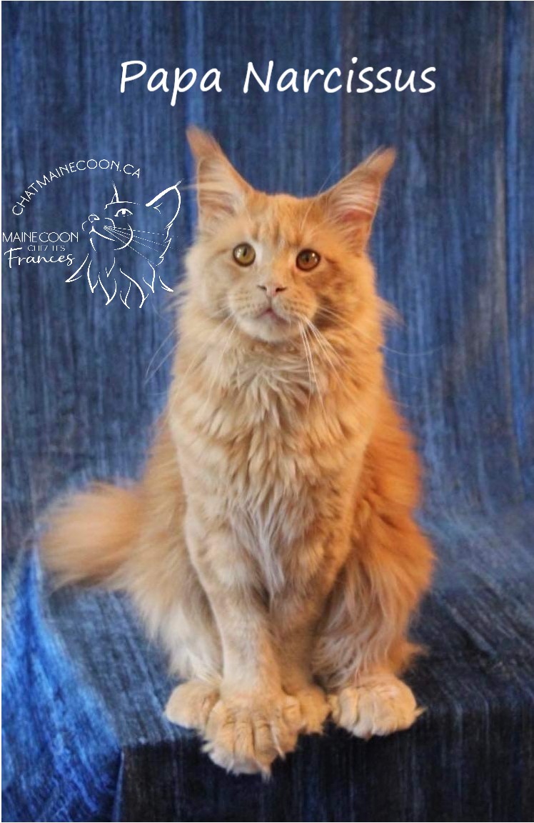 Chatterie Maine Coon FH (les Frances) | Rue St Étienne, LAssomption, QC J5W 1Y5, Canada | Phone: (514) 836-1560