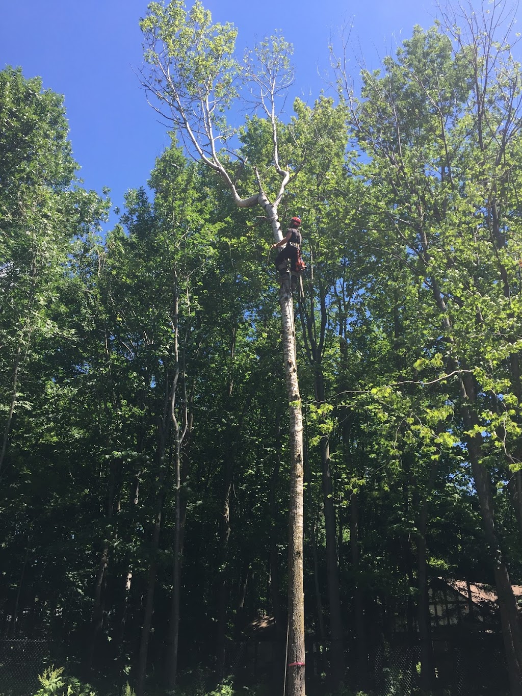 Émondage Village Tree Care | 73 Rue Birch Hill, Hudson, QC J0P 1H0, Canada | Phone: (514) 458-0844