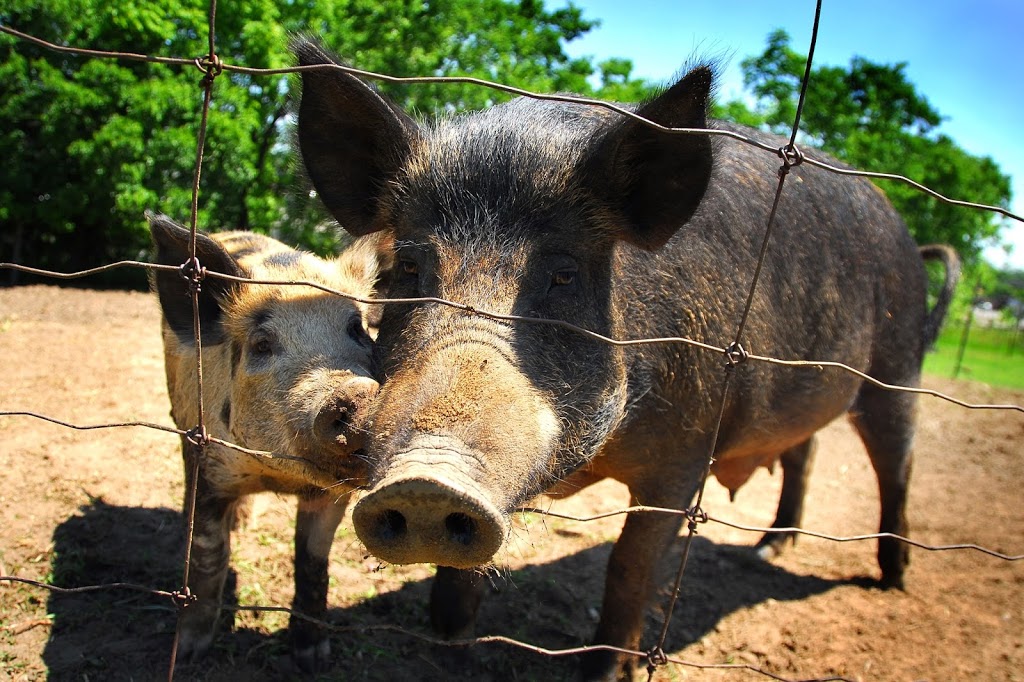 J Steckle Heritage Farm | 811 Bleams Rd, Kitchener, ON N2E 3X4, Canada | Phone: (519) 748-4690