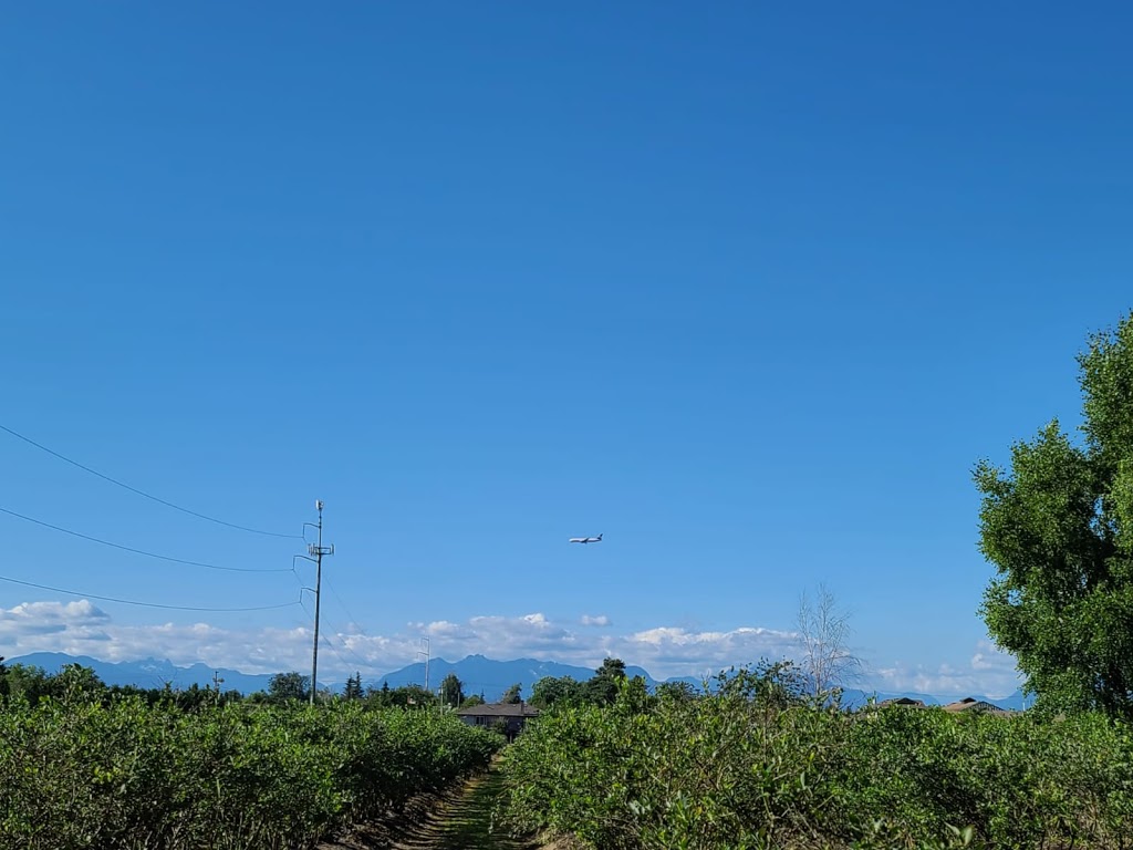 Khaira blueberry farm | 12460 Blundell Rd, Richmond, BC V6W 1B3, Canada | Phone: (604) 764-0454