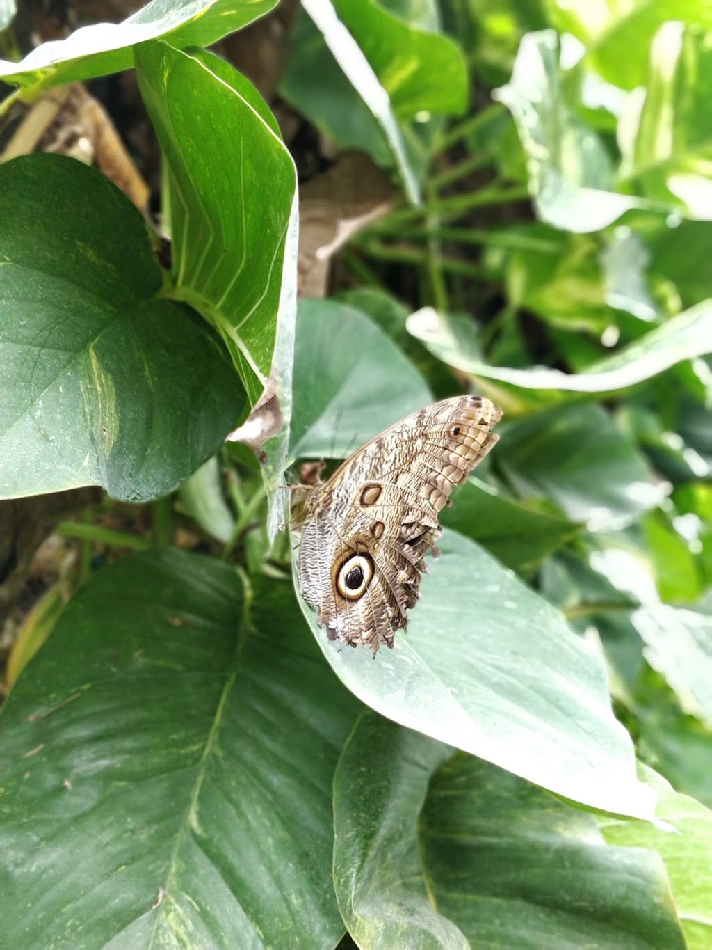 Cambridge Butterfly Conservatory | 2500 Kossuth Rd, Cambridge, ON N3H 4R7, Canada | Phone: (519) 653-1234