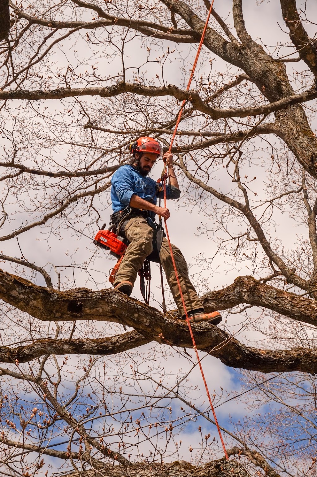 Taïga Arboriculture | 353 Rang Armagh, Sainte-Agathe-de-Lotbinière, QC G0S 2A0, Canada | Phone: (418) 929-9880