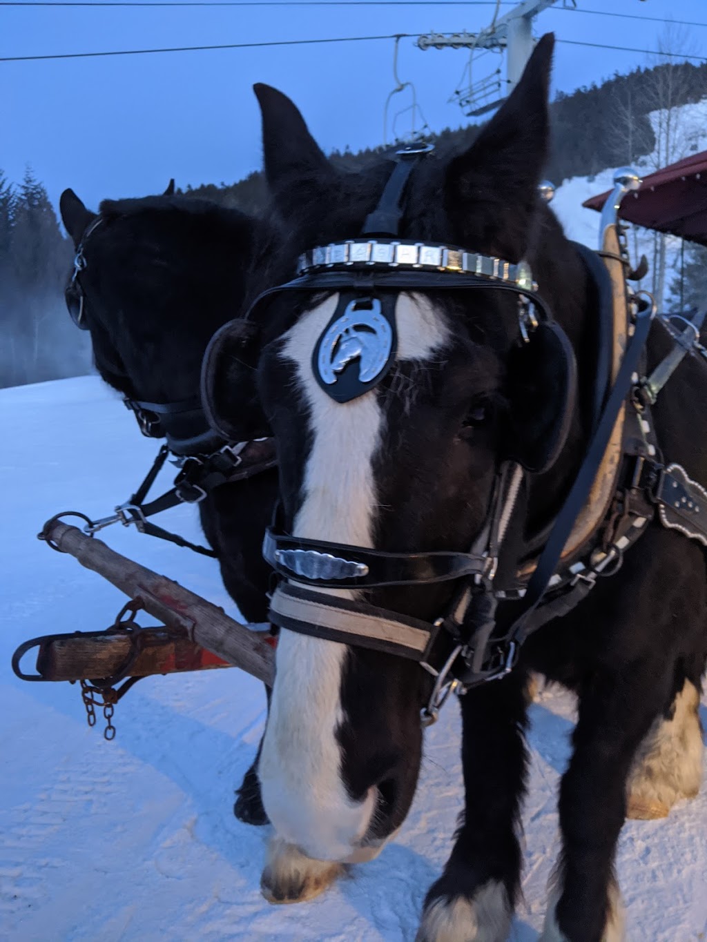 Blackcomb Sleigh Rides | 4890 Glacier Dr, Whistler, BC V0N 1B4, Canada | Phone: (604) 932-7631