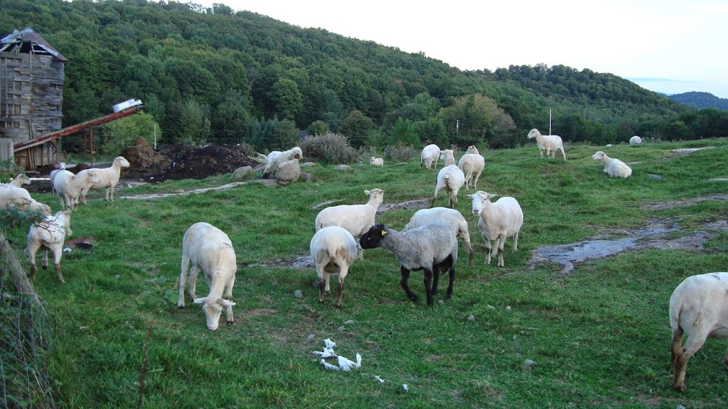 Glen Hart Farm | 439 Chemin du Lac Gale, Bromont, QC J2L 2S5, Canada | Phone: (450) 777-9085