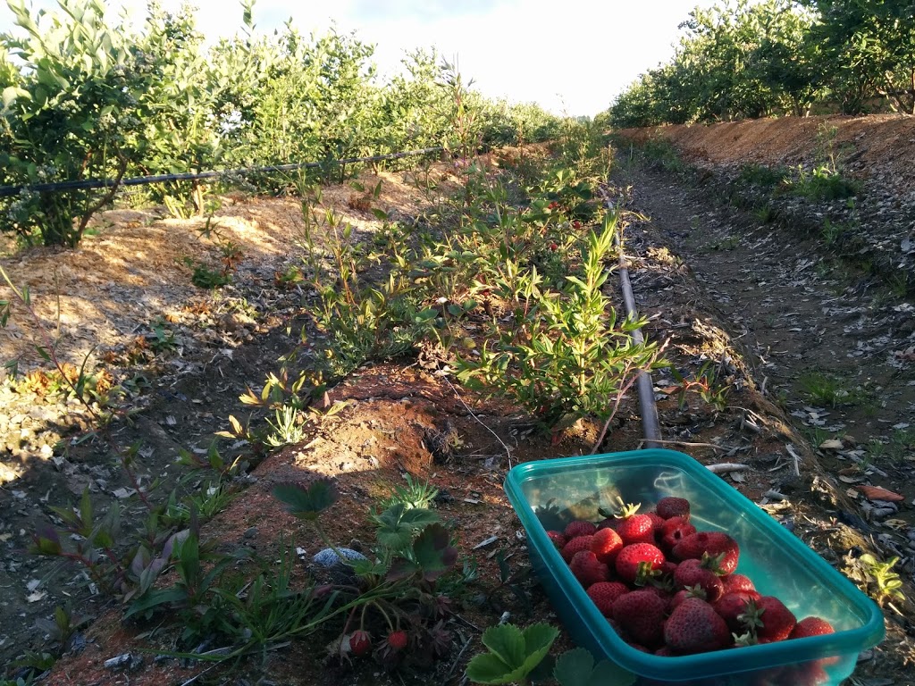 Birak Berry Farm | 3600 No 6 Rd, Richmond, BC V6V 1P5, Canada | Phone: (604) 781-3795