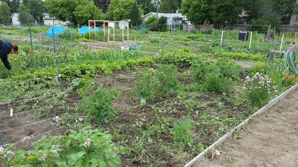 Grow Regina Community Garden | 3500 Queen St, Regina, SK S4S 7K4, Canada