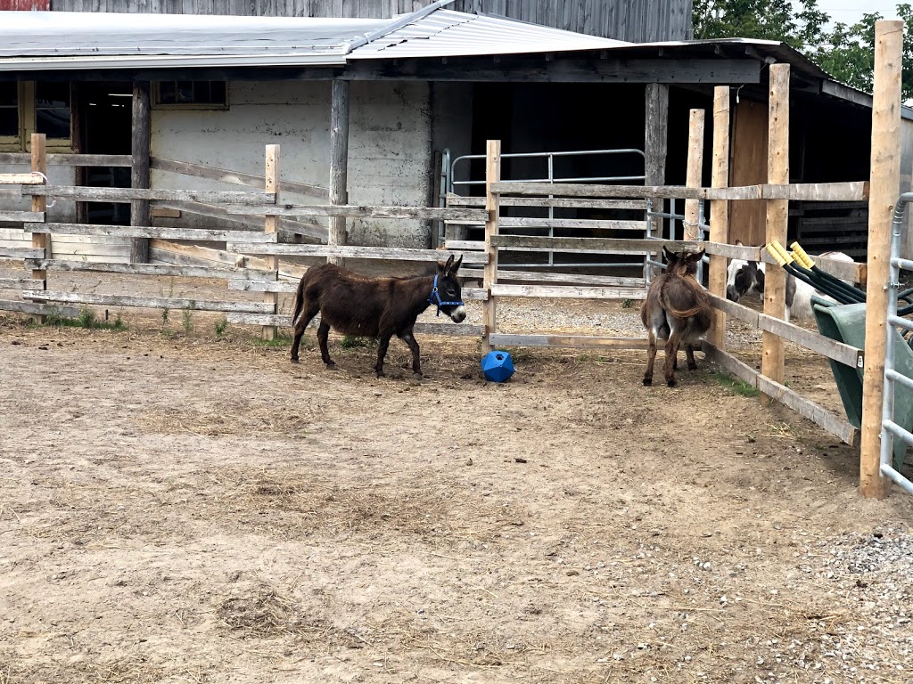 PrimRose Donkey Sanctuary | 1296 Bowmanton Rd, Roseneath, ON K0K 2X0, Canada | Phone: (905) 352-2772