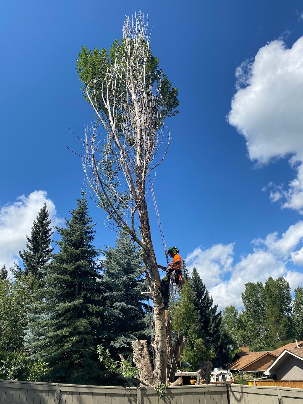 Ascent Tree Services Ltd. | 184 Sundown Rd, Cochrane, AB T4C 2M5, Canada | Phone: (403) 466-8414