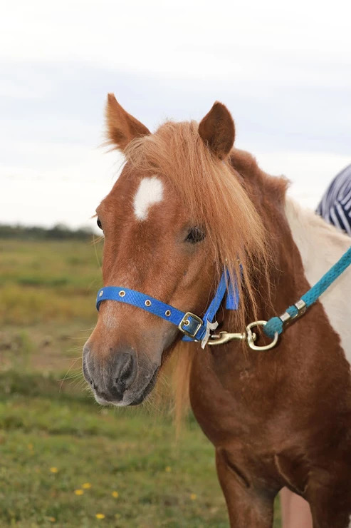 Blue Sky Stables | 370 Diversion Rd, Ellerslie, PE C0B 1J0, Canada | Phone: (902) 303-6908