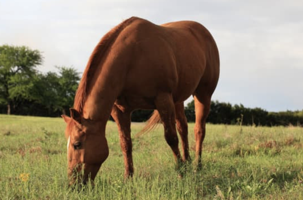 Equine Engagement | Reid Rd, Uxbridge, ON L9P 1R4, Canada | Phone: (647) 855-1116