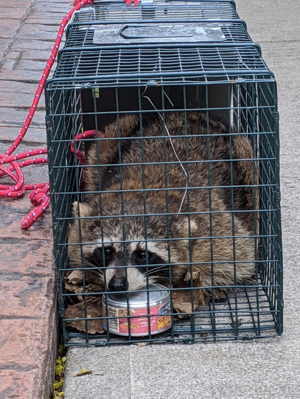 Shamrock Wildlife Control | 49 Gill Rd, Grand Bend, ON N0M 1T0, Canada | Phone: (289) 668-8062