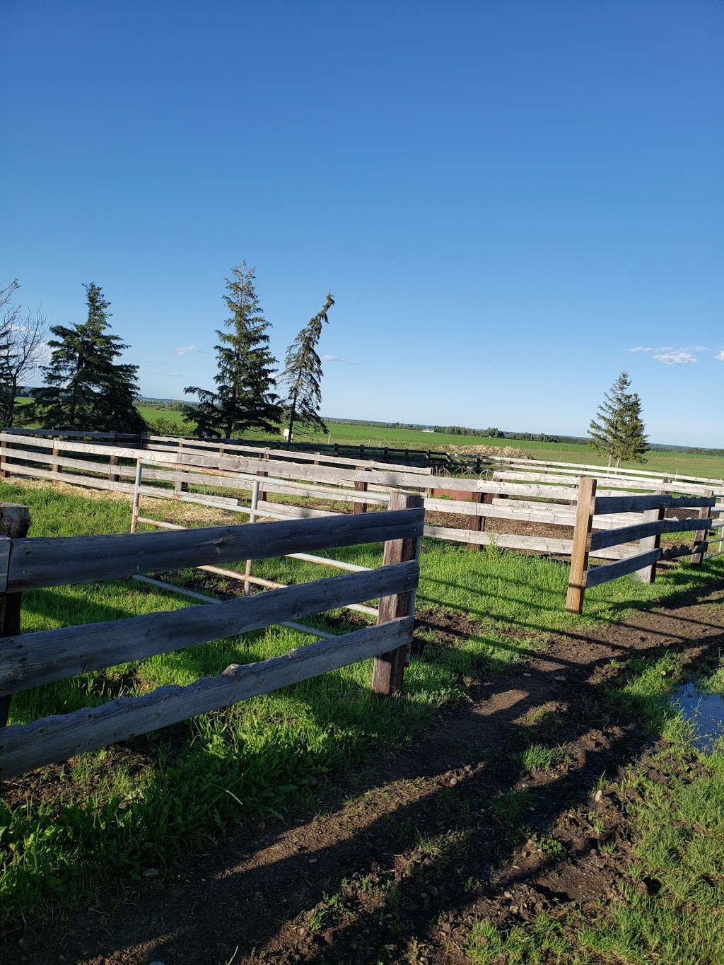 Positive Equine Stables | 36303, Range Rd 24, Red Deer County, AB T4G 0J9, Canada | Phone: (403) 848-4952