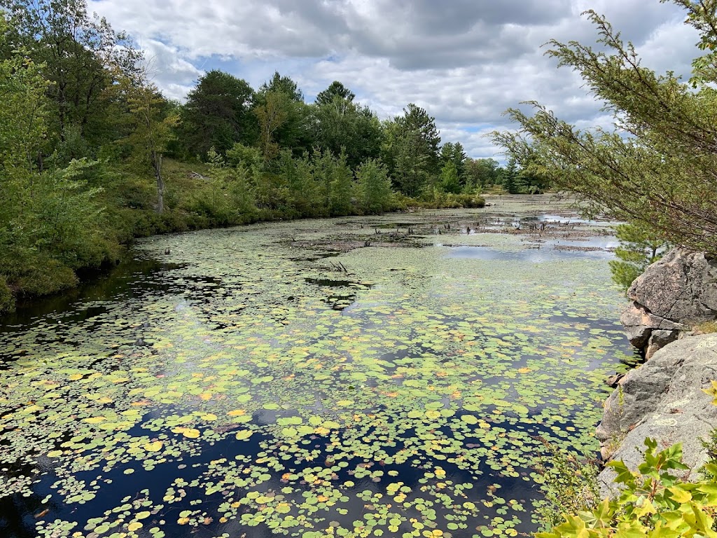 Jack Pine Conservation Estate | 64 Beattys Curv Rd, Kaladar, ON K0H 1Z0, Canada | Phone: (800) 684-4988